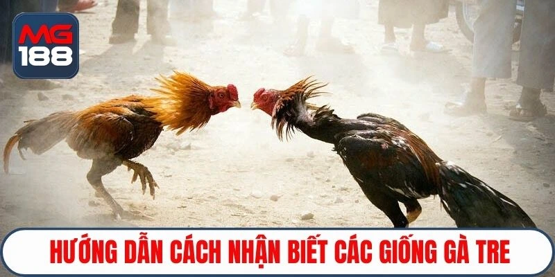 Hướng dẫn cách nhận biết các giống gà tre 
