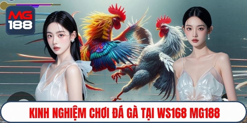 Kinh nghiệm chơi đá gà tại WS168 MG188