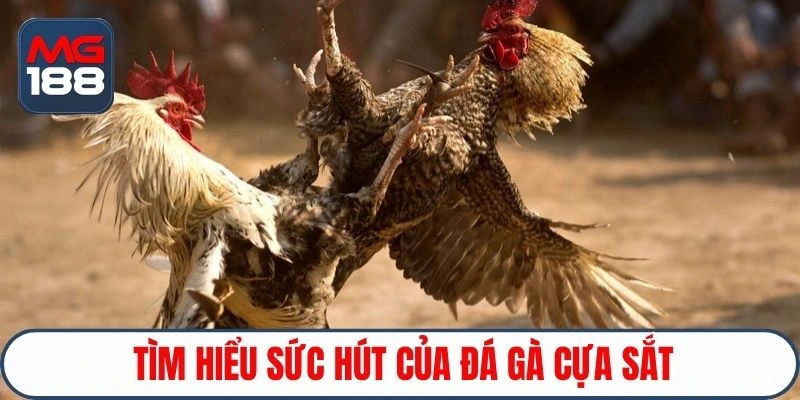 Tìm hiểu sức hút của đá gà cựa sắt 