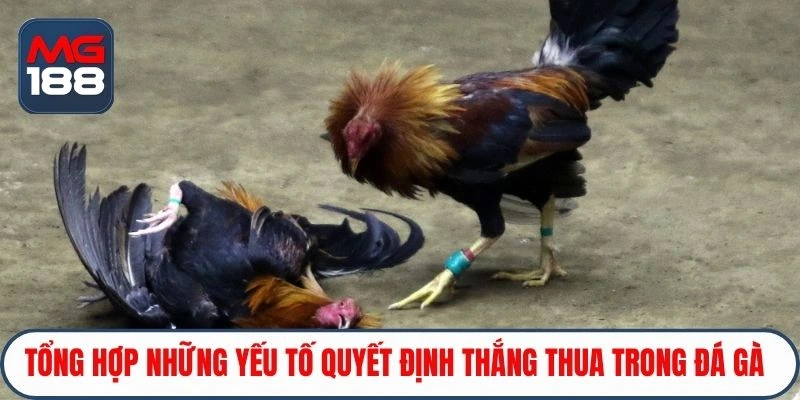 Tổng hợp những yếu tố quyết định thắng thua trong đá gà 